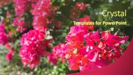  Presentation with bougainvillea - Presentation design enhanced with red-bougainvillea-flowers background and a tawny brown colored foreground