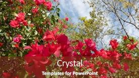  Presentation with bougainvillea - Amazing PPT theme having red-bougainvillea-flowers backdrop and a tawny brown colored foreground