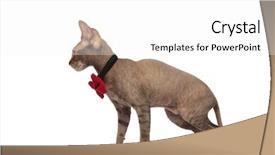  Presentation with red white grey - Colorful slides enhanced with red bow - side view of gentleman grey backdrop and a white colored foreground