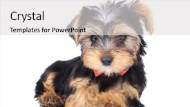  Presentation with lays - PPT layouts consisting of red bowtie and lays down background and a  colored foreground