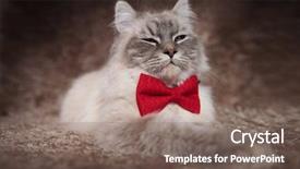 Presentation with cat - Colorful slide deck enhanced with red bowtie has a superior backdrop and a violet colored foreground
