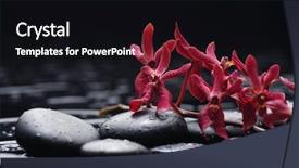  Presentation with orchids orchid red orchid orchid - Amazing slides having black white flower - red branch orchid with stones backdrop and a black colored foreground