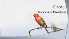  Presentation with sparrow - Amazing presentation theme having red-breasted-sparrow backdrop and a white colored foreground