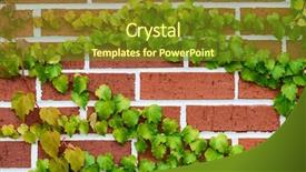  Presentation with red brick wall - Slide deck with red brick wall and green ivy background background and a tawny brown colored foreground