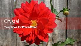  Presentation with dahlia - 