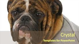  Presentation with english bulldog - Slides enhanced with red brindle english bulldog head portrait wearing grey flannel dog coat background and a violet colored foreground