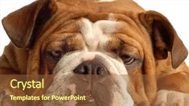  Presentation with lines red and white - PPT theme enhanced with red brindle english bulldog isolated background and a  colored foreground