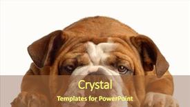  Presentation with english bulldog - PPT layouts featuring red brindle english bulldog lying background and a  colored foreground