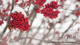  Presentation with first - Presentation enhanced with red-bunches-of-rowan-covered background and a mint green colored foreground