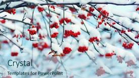 Presentation with snow - Slide deck enhanced with red bunches of rowan covered background and a light blue colored foreground