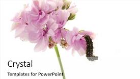  Presentation with caterpillar - Cool new presentation with red butterfly - image of a caterpillar sitting backdrop and a white colored foreground