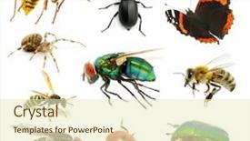  Presentation with butterfly - Slide deck consisting of red butterfly - set of insects on white background and a soft green colored foreground