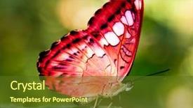  Presentation with green red bank - Theme with red butterfly on a green background and a tawny brown colored foreground