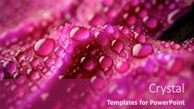  Presentation with cabbage - Presentation design having red-cabbage-leaf-with-droplets background and a  colored foreground