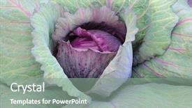  Presentation with hands planting a cabbage seedling - PPT layouts having red cabbage plant brassica oleracea background and a  colored foreground