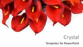  Presentation with calla - Beautiful PPT theme featuring red-calla-lilies backdrop and a white colored foreground