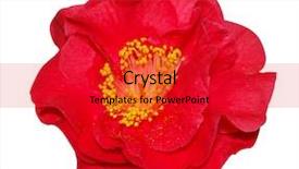  Presentation with red floral - Presentation theme featuring red camellia isolated with clipping background and a  colored foreground