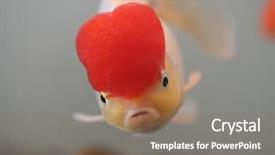  Presentation with goldfish - Amazing slides having red cap goldfish close up backdrop and a coral colored foreground