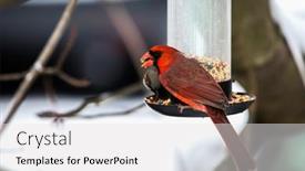  Presentation with cardinal - PPT layouts having red-cardinal-male-eating background and a white colored foreground