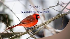 Presentation with cardinal - Theme having red-cardinal-male-eating background and a lemonade colored foreground