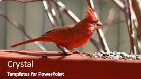  Presentation with cardinal - PPT theme enhanced with  background and a  colored foreground