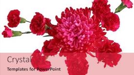  Presentation with chrysanthemum - Cool new presentation with red carnation and chrysanthemum flower bouquet backdrop and a red colored foreground
