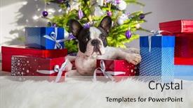 Presentation with animated christmas tree - PPT theme enhanced with red carper - french bulldog under the christmas background and a light gray colored foreground