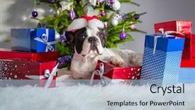  Presentation with animated christmas tree - Amazing slides having red carper - french bulldog under the christmas backdrop and a light blue colored foreground