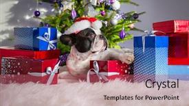  Presentation with animated christmas tree - Theme consisting of red carper - french bulldog under the christmas background and a coral colored foreground