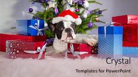  Presentation with christmas tree - Beautiful theme featuring red carper - french bulldog under the christmas backdrop and a coral colored foreground