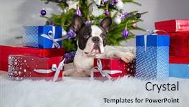  Presentation with animated christmas tree - Colorful slide deck enhanced with red carper - french bulldog under the christmas backdrop and a light blue colored foreground