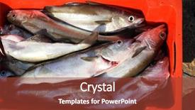  Presentation with fish carton - Presentation with red carton full of fresh fish just caught today background and a tawny brown colored foreground