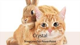  Presentation with rabbit - Slide deck having red cat and rabbit isolated on white background and a coral colored foreground