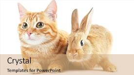  Presentation with rabbit - PPT layouts having red cat and rabbit isolated on white background and a coral colored foreground