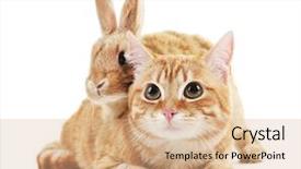  Presentation with rabbit - Slide set with red cat and rabbit isolated on white background and a coral colored foreground