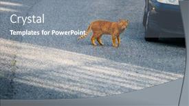  Presentation with road - Cool new theme with red-cat-crosses-the-road backdrop and a gray colored foreground