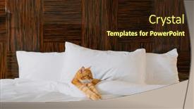  Presentation with bed hotel - PPT layouts enhanced with red-cat-in-a-bed background and a wine colored foreground