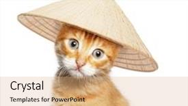  Presentation with hat - Audience pleasing slide deck consisting of red cat in asian conical hat isolated on white background backdrop and a coral colored foreground