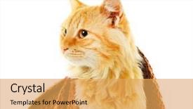  Presentation with maroon - Presentation featuring red cat in maroon knitted background and a yellow colored foreground