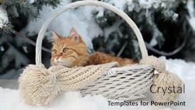  Presentation with fir tree - Presentation theme having red cat in wicker basket with scarf in winter time on fir tree background background and a mint green colored foreground