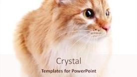  Presentation with cat - Amazing PPT layouts having red-cat-isolated-on-white backdrop and a  colored foreground