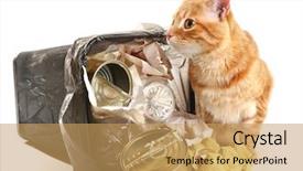  Presentation with meeting red white blue - PPT theme featuring red-cat-near-full-inverted background and a yellow colored foreground