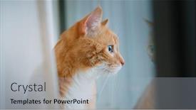  Presentation with curtains - Amazing PPT layouts having red-cat-sitting backdrop and a light gray colored foreground