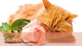 Presentation with pink cat - Cool new presentation theme with red cat smelling a pink rose isolated backdrop and a coral colored foreground