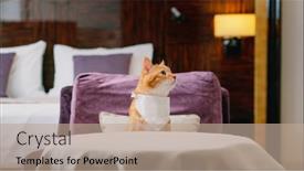  Presentation with waiting room - PPT layouts featuring red-cat-with-bib-waiting background and a coral colored foreground