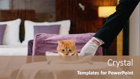  Presentation with food red - Slide set consisting of red-cat-with-bib-waiting background and a coral colored foreground