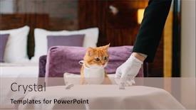  Presentation with waiting room - Beautiful slide deck featuring red-cat-with-bib-waiting backdrop and a mint green colored foreground