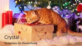  Presentation with christmas red - Amazing PPT theme having red cat with christmas gift backdrop and a  colored foreground