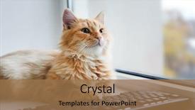  Presentation with cat - Cool new slide set with red cat with computer keyboard backdrop and a coral colored foreground