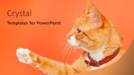  Presentation with orange - Beautiful slide deck featuring red-cat-with-foot-high backdrop and a gray colored foreground